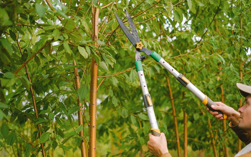 Tree trimming in Brush Valley, PA
